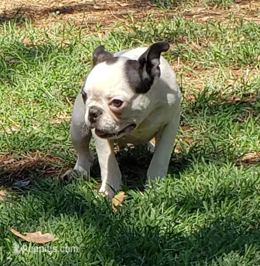 AKC Winston – Boston Terrier puppy for sale in Hidden Valley Lake, CA