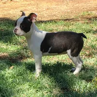AKC Tucker, a male Boston Terrier for sale in Hidden Valley Lake, CA – 2 of 5