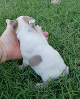 AKC Hazel, a female Boston Terrier for sale in Hidden Valley Lake, CA – 4 of 5