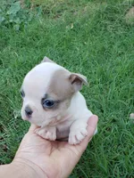 AKC Ace, a male Boston Terrier for sale in Hidden Valley Lake, CA – 3 of 8