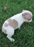 AKC Ace, a male Boston Terrier for sale in Hidden Valley Lake, CA – 6 of 8