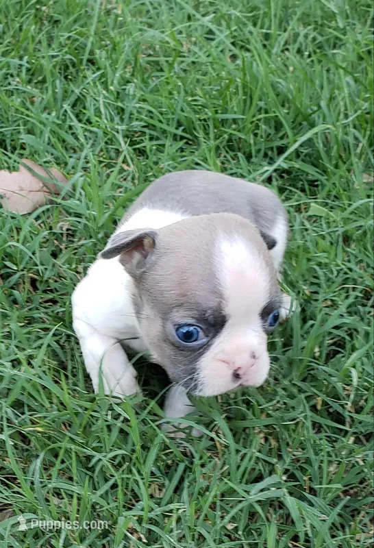 AKC Oliver – Boston Terrier puppy for sale in Hidden Valley Lake, CA