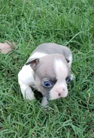 AKC Oliver, a male Boston Terrier for sale in Hidden Valley Lake, CA – 1 of 5
