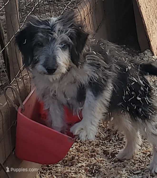 Blue – Aussiedoodle, Miniature Aussiedoodle puppy for sale in Hidden Valley Lake, CA