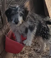 Blue, a male Aussiedoodle and Miniature Aussiedoodle for sale in Hidden Valley Lake, CA – 1 of 5