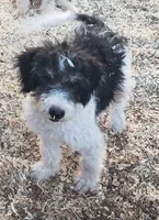 Roxy, a female Aussiedoodle and Miniature Aussiedoodle for sale in Hidden Valley Lake, CA – 4 of 5
