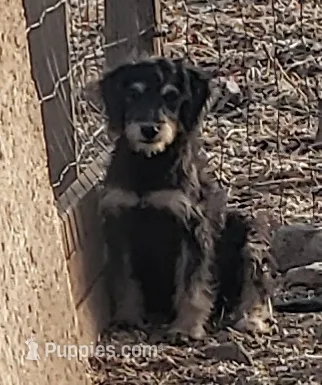 Sadie – Aussiedoodle, Miniature Aussiedoodle puppy for sale in Hidden Valley Lake, CA