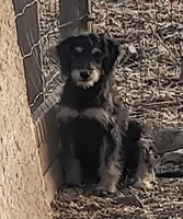 Sadie, a female Aussiedoodle and Miniature Aussiedoodle for sale in Hidden Valley Lake, CA – 1 of 3