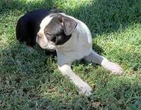 AKC Gus, a male Boston Terrier for sale in Hidden Valley Lake, CA – 3 of 4
