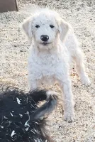 Cody, a male Aussiedoodle and Miniature Aussiedoodle for sale in Hidden Valley Lake, CA – 4 of 4