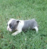 AKC Penny, a female Boston Terrier for sale in Hidden Valley Lake, CA – 4 of 6