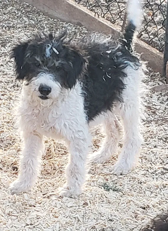 Roxy – Aussiedoodle, Miniature Aussiedoodle puppy for sale in Hidden Valley Lake, CA