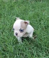 AKC Ace, a male Boston Terrier for sale in Hidden Valley Lake, CA – 4 of 8