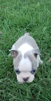 AKC Louie, a male Boston Terrier for sale in Hidden Valley Lake, CA – 4 of 6