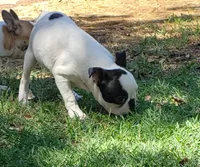 AKC Winston, a male Boston Terrier for sale in Hidden Valley Lake, CA – 2 of 8