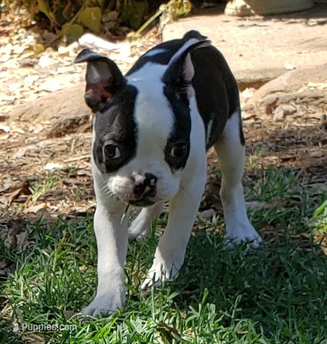 AKC Tucker – Boston Terrier puppy for sale in Hidden Valley Lake, CA