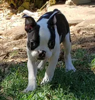 AKC Tucker, a male Boston Terrier for sale in Hidden Valley Lake, CA – 1 of 5