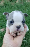 AKC Louie, a male Boston Terrier for sale in Hidden Valley Lake, CA – 6 of 6
