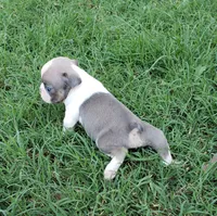 AKC Oliver, a male Boston Terrier for sale in Hidden Valley Lake, CA – 4 of 5