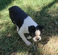 AKC Gus, a male Boston Terrier for sale in Hidden Valley Lake, CA – 4 of 4