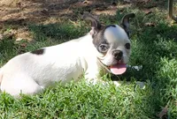 AKC Winston, a male Boston Terrier for sale in Hidden Valley Lake, CA – 5 of 8