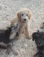 Ruby, a female Aussiedoodle and Miniature Aussiedoodle for sale in Hidden Valley Lake, CA – 6 of 7
