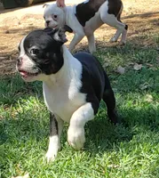 AKC Buddy, a male Boston Terrier for sale in Hidden Valley Lake, CA – 4 of 5