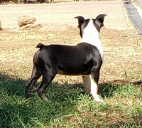 AKC Buddy, a male Boston Terrier for sale in Hidden Valley Lake, CA – 2 of 5