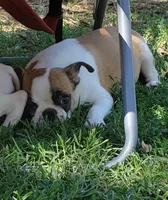 AKC Boomer, a male Boston Terrier for sale in Hidden Valley Lake, CA – 7 of 7