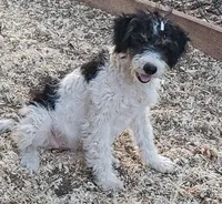 Roxy, a female Aussiedoodle and Miniature Aussiedoodle for sale in Hidden Valley Lake, CA – 2 of 5