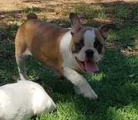 AKC Boomer, a male Boston Terrier for sale in Hidden Valley Lake, CA – 2 of 7