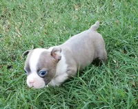 AKC Lucy, a female Boston Terrier for sale in Hidden Valley Lake, CA – 2 of 5