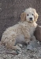 Ruby, a female Aussiedoodle and Miniature Aussiedoodle for sale in Hidden Valley Lake, CA – 5 of 7