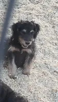 Sadie, a female Aussiedoodle and Miniature Aussiedoodle for sale in Hidden Valley Lake, CA – 3 of 3