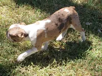 AKC Leo, a male Boston Terrier for sale in Hidden Valley Lake, CA – 4 of 5