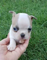 AKC Ace, a male Boston Terrier for sale in Hidden Valley Lake, CA – 5 of 8