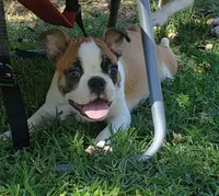 AKC Boomer, a male Boston Terrier for sale in Hidden Valley Lake, CA – 6 of 7