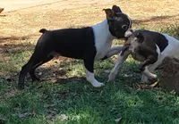 AKC Buddy, a male Boston Terrier for sale in Hidden Valley Lake, CA – 3 of 5