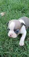 AKC Oliver, a male Boston Terrier for sale in Hidden Valley Lake, CA – 3 of 5