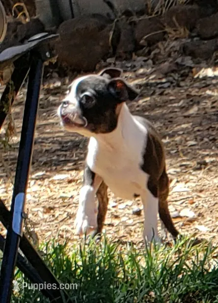 AKC Buddy – Boston Terrier puppy for sale in Hidden Valley Lake, CA
