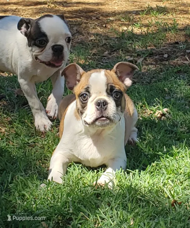 AKC Boomer – Boston Terrier puppy for sale in Hidden Valley Lake, CA