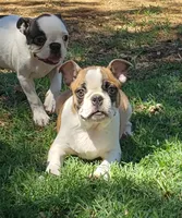 AKC Boomer, a male Boston Terrier for sale in Hidden Valley Lake, CA – 5 of 7