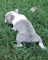 AKC Louie, a male Boston Terrier for sale in Hidden Valley Lake, CA – 5 of 6