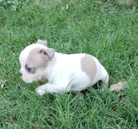 AKC Ace, a male Boston Terrier for sale in Hidden Valley Lake, CA – 7 of 8