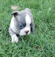 AKC Daisy, a female Boston Terrier for sale in Hidden Valley Lake, CA – 2 of 5