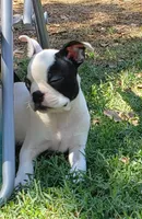 AKC Duke, a male Boston Terrier for sale in Hidden Valley Lake, CA – 3 of 5