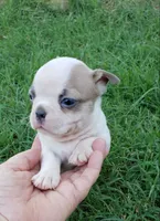 AKC Ace, a male Boston Terrier for sale in Hidden Valley Lake, CA – 2 of 8