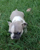 AKC Teddy, a male Boston Terrier for sale in Hidden Valley Lake, CA – 4 of 5