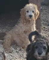 Ruby, a female Aussiedoodle and Miniature Aussiedoodle for sale in Hidden Valley Lake, CA – 1 of 7