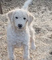 Cody, a male Aussiedoodle and Miniature Aussiedoodle for sale in Hidden Valley Lake, CA – 2 of 4